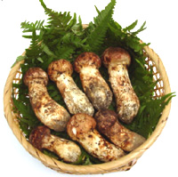 南相木村産マツタケ