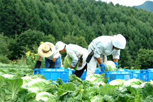 写真 基幹産業の農業